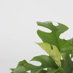 Monstera Minima - 2 Pcs. - Rhaphidophora Tetrasperma - Height 20-30cm - ⌀12cm | Set of 2 | Green