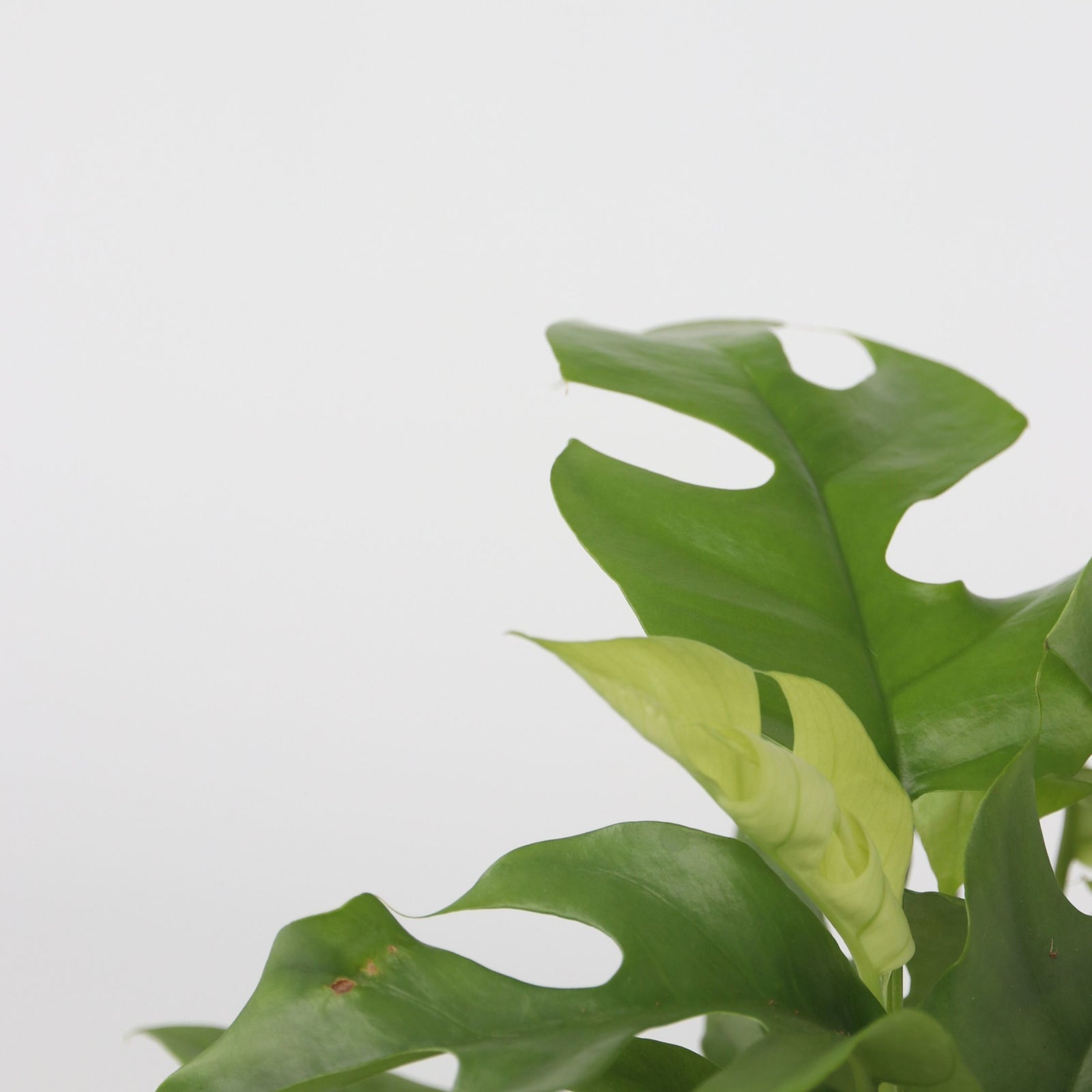 Monstera Minima - 2 Pcs. - Rhaphidophora Tetrasperma - Height 20-30cm - ⌀12cm | Set of 2 | Green