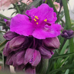 Tradescantia 'js Brainstorm' 2l Plant | Single | Purple