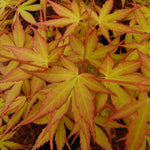 Direct Plants Large Patio Acer Palmatum Katsura, 3-4ft On Stem, Japanese Maple Tree