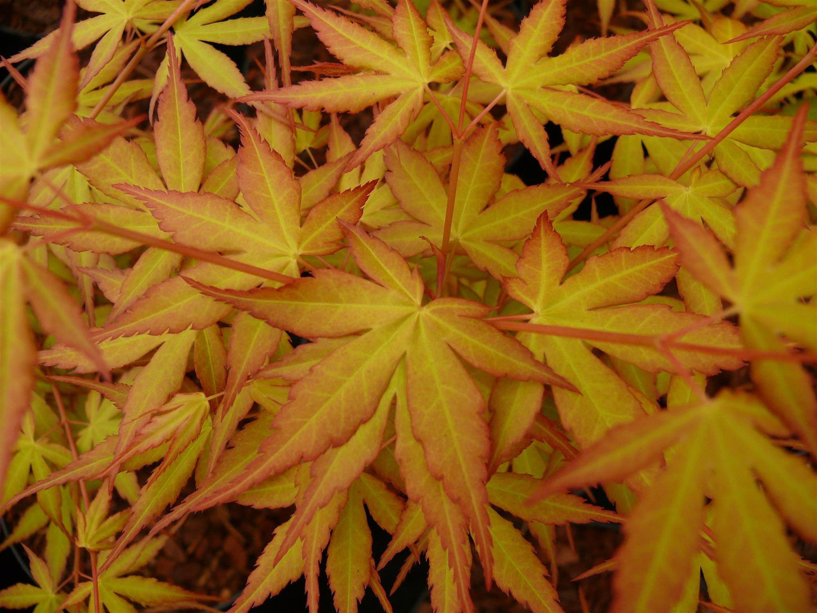 Direct Plants Large Patio Acer Palmatum Katsura, 3-4ft On Stem, Japanese Maple Tree