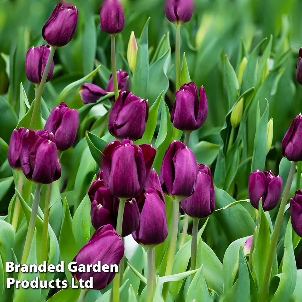 Tulip, Hyacinth + Anemone Collection Bulbs | 30 x Bulbs