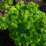 Parsley 'moss Curled' Plant 35 Cm Biennial | 3 x 9cm | Dark Green