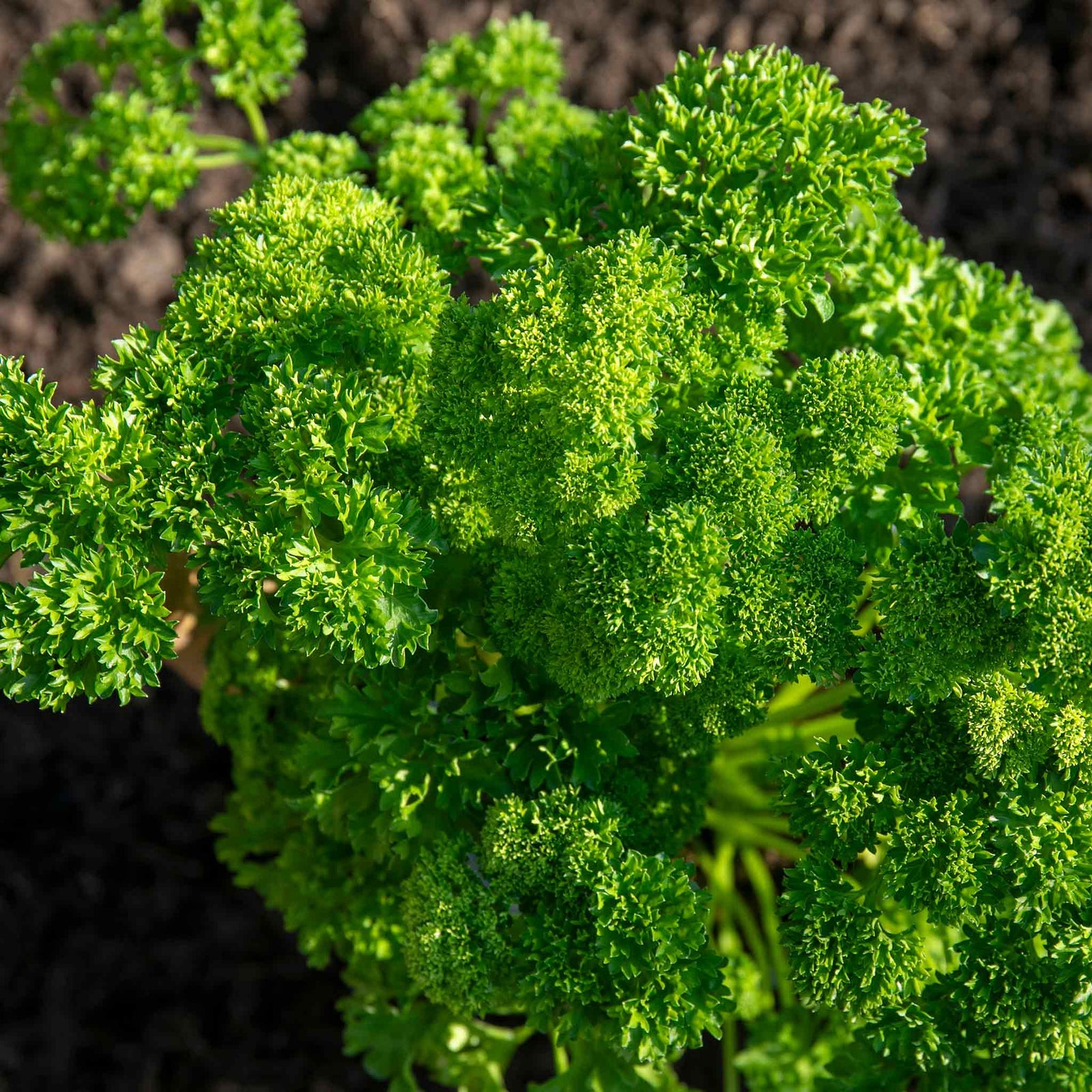 Parsley 'moss Curled' Plant 35 Cm Biennial | 3 x Plug Plants | Green
