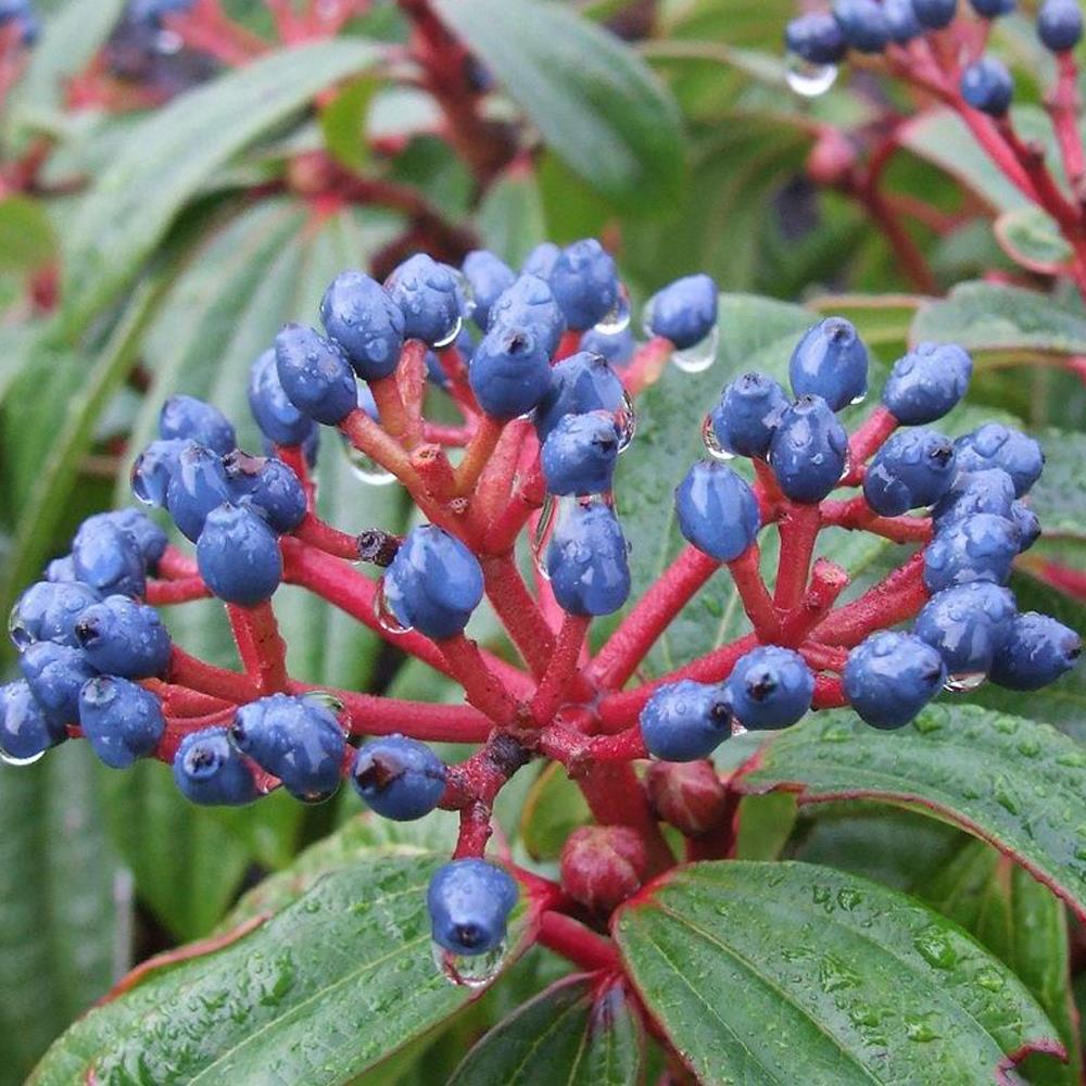 Viburnum Davidii Evergreen Shrub Plant Large 30-40cm Tall Supplied In A 3 Litre Pot