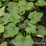 Courgette 'sure Thing' — No Pollination Needed, Powdery Mildew Resistant | 3 x Jumbo Plugs | Green