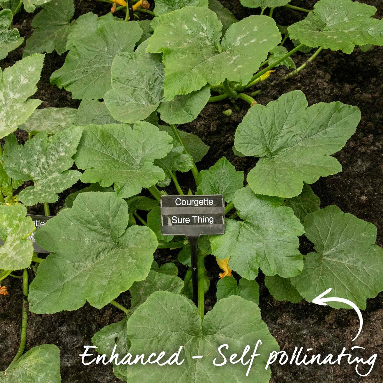 Courgette 'sure Thing' — No Pollination Needed, Powdery Mildew Resistant | 3 x Jumbo Plugs | Green