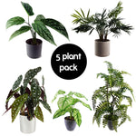Pack Of 5 Realistic Artificial Foliage Plants