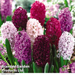 Hyacinth 'berries And Cream Mixture' | 16 x Bulbs