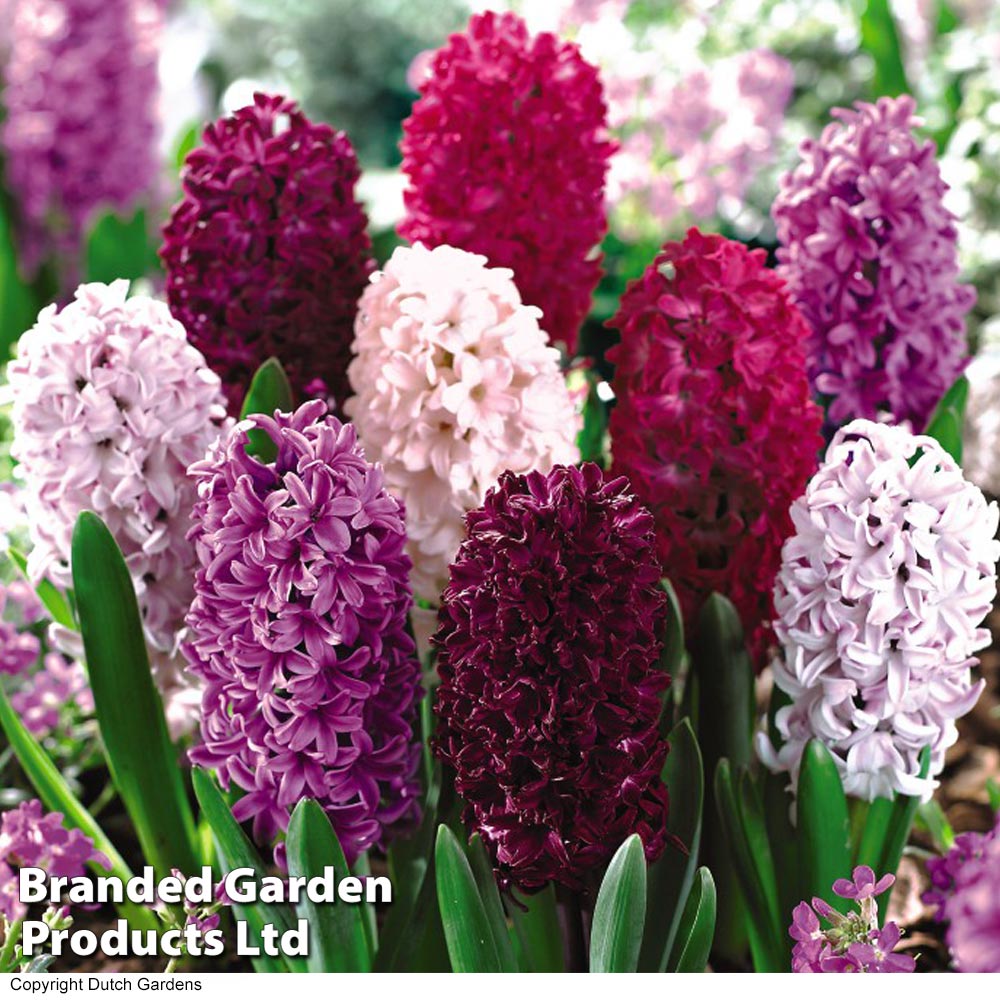 Hyacinth 'berries And Cream Mixture' | 16 x Bulbs