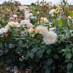 Rose 'champagne Moment' Floribunda – Rhs Agm, Rose Of The Year 2006 | 1 x Bare Root | White