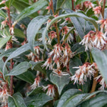 Sarcococca Hookeriana 'winter Gem' - Hardy Evergreen Fragrant Shrub | 1 x 2L | Red & White