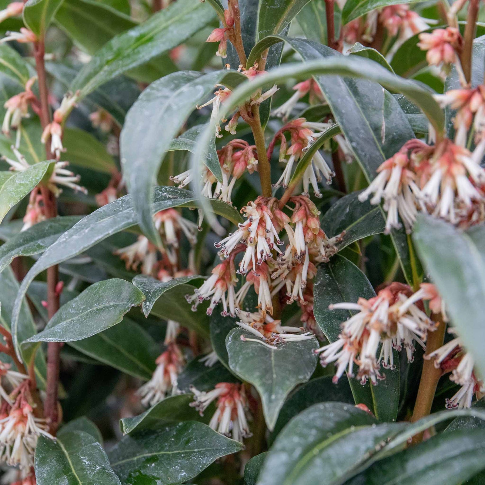 Sarcococca Hookeriana 'winter Gem' - Hardy Evergreen Fragrant Shrub | 1 x 5L | Red & White