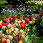 Tulip 'majestic Mix' Bulbs | 40 x Bulbs