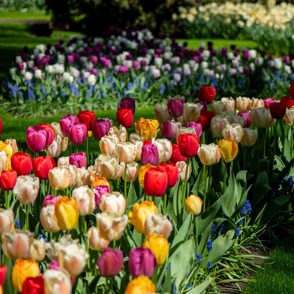 Tulip 'majestic Mix' Bulbs | 40 x Bulbs