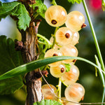 Whitecurrant 'blanka' Bare Root Fruit Plant Bare Root | Set of 3 | White