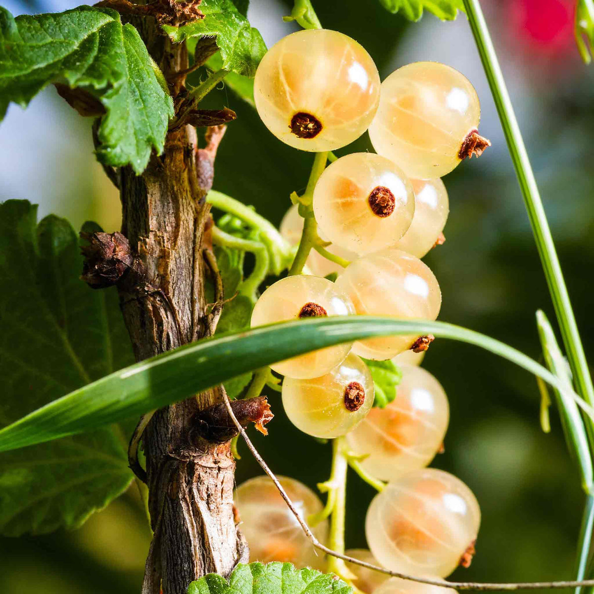 Whitecurrant 'blanka' Bare Root Fruit Plant Bare Root | Set of 3 | White