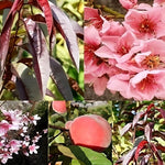 Direct Plants Prunus Persica Crimson Bonfire Peach Fruit Tree 3ft In A 10 Litre Pot
