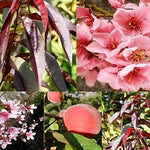 Prunus Persica Crimson Bonfire Peach Fruit Tree 3ft In A 10 Litre Pot