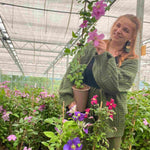 Clematis Comtesse De Bouchard-long-flowering Beauty Gives A Romantic Garden Accent