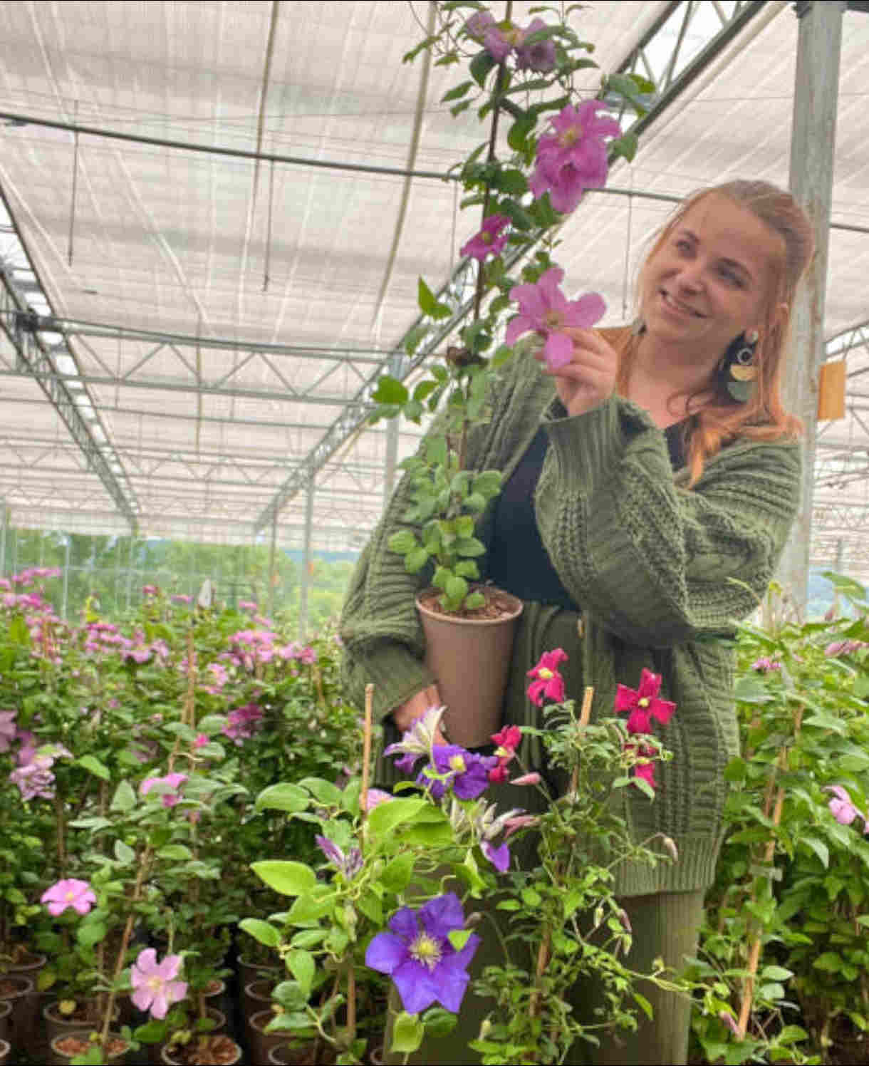 Clematis Comtesse De Bouchard-long-flowering Beauty Gives A Romantic Garden Accent