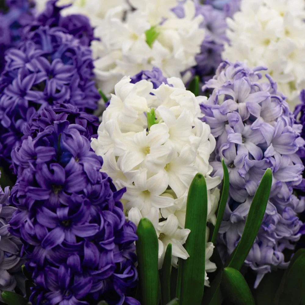 Hyacinth Rhapsody In Blue Bulbs (size 15/16) | 16 x Bulbs