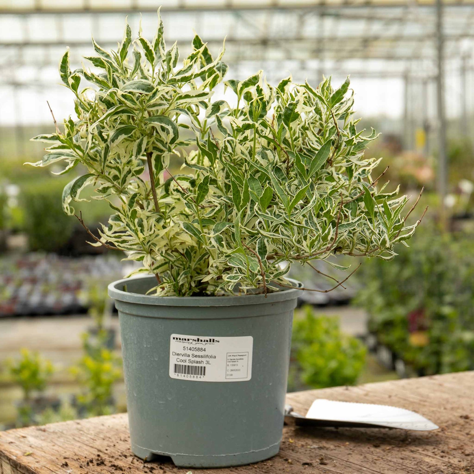 Diervilla Sessilifolia 'cool Splash' Variegated Shrub | 1 x 3L | Lime Green