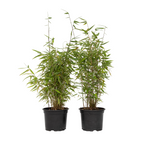 Chinese Fountain Bamboo - 2 Pcs. - Fargesia 'red Dragon' - H50-70cm - ⌀17cm | Set-of-2 | Green