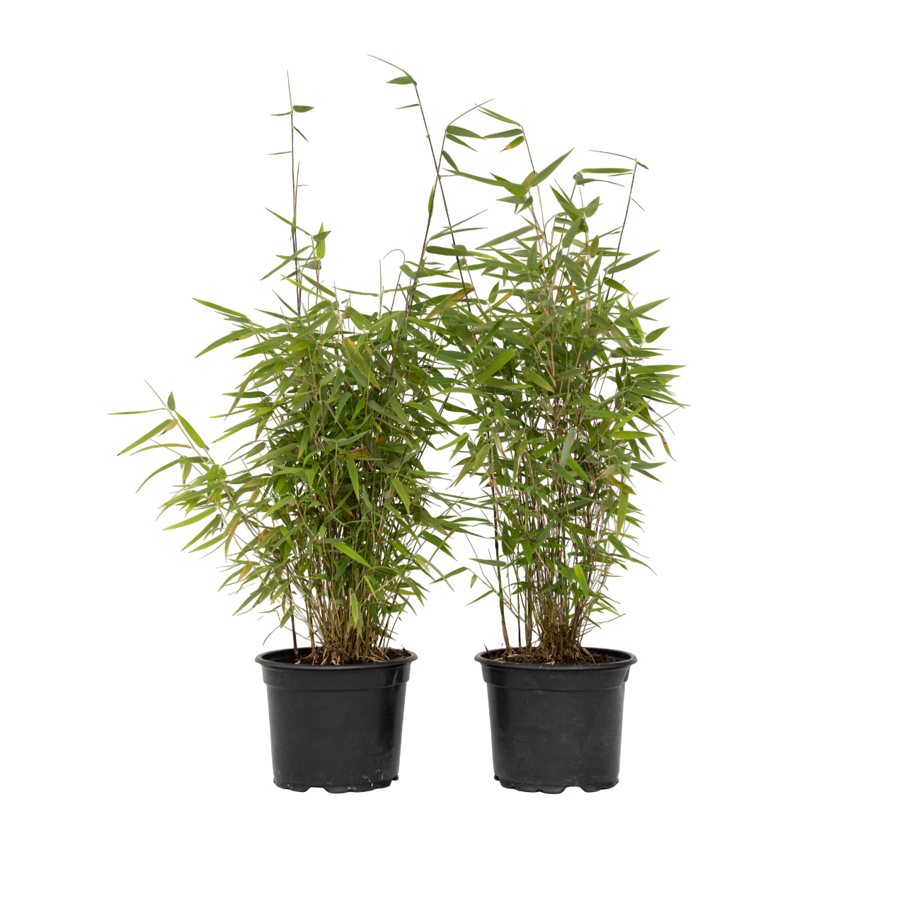 Chinese Fountain Bamboo - 2 Pcs. - Fargesia 'red Dragon' - H50-70cm - ⌀17cm | Set-of-2 | Green
