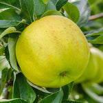 Apple Tree Greensleeves, M26 Semi-dwarf, Bare-root | 1 x Bare Root | Orange & Yellow