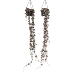 String Of Hearts - 2 Pcs. - Ceropegia Linearis Woodii - Height 20-30cm - ⌀14cm | Set-of-2 | Green