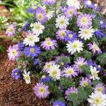 Anemone Blanda Dramatic Mix - Bulbs | Set of 60 | Multi