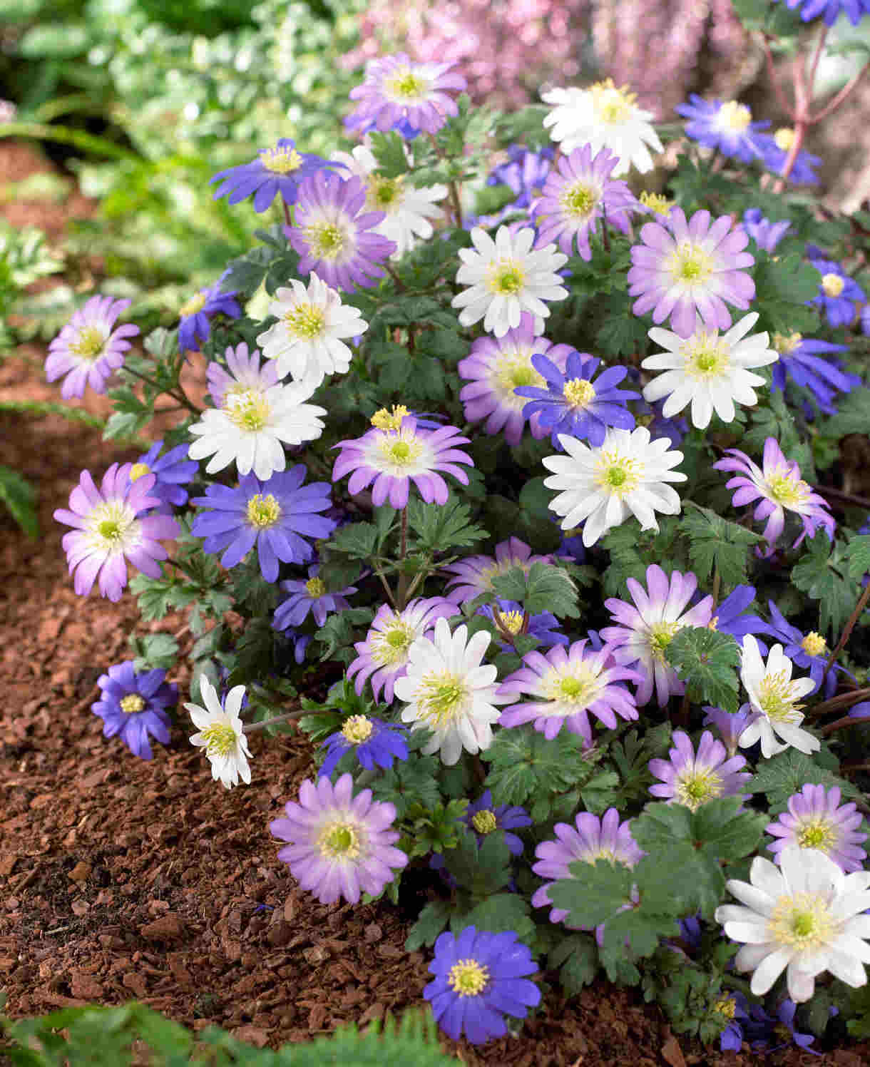 Anemone Blanda Dramatic Mix - Bulbs | Set of 60 | Multi
