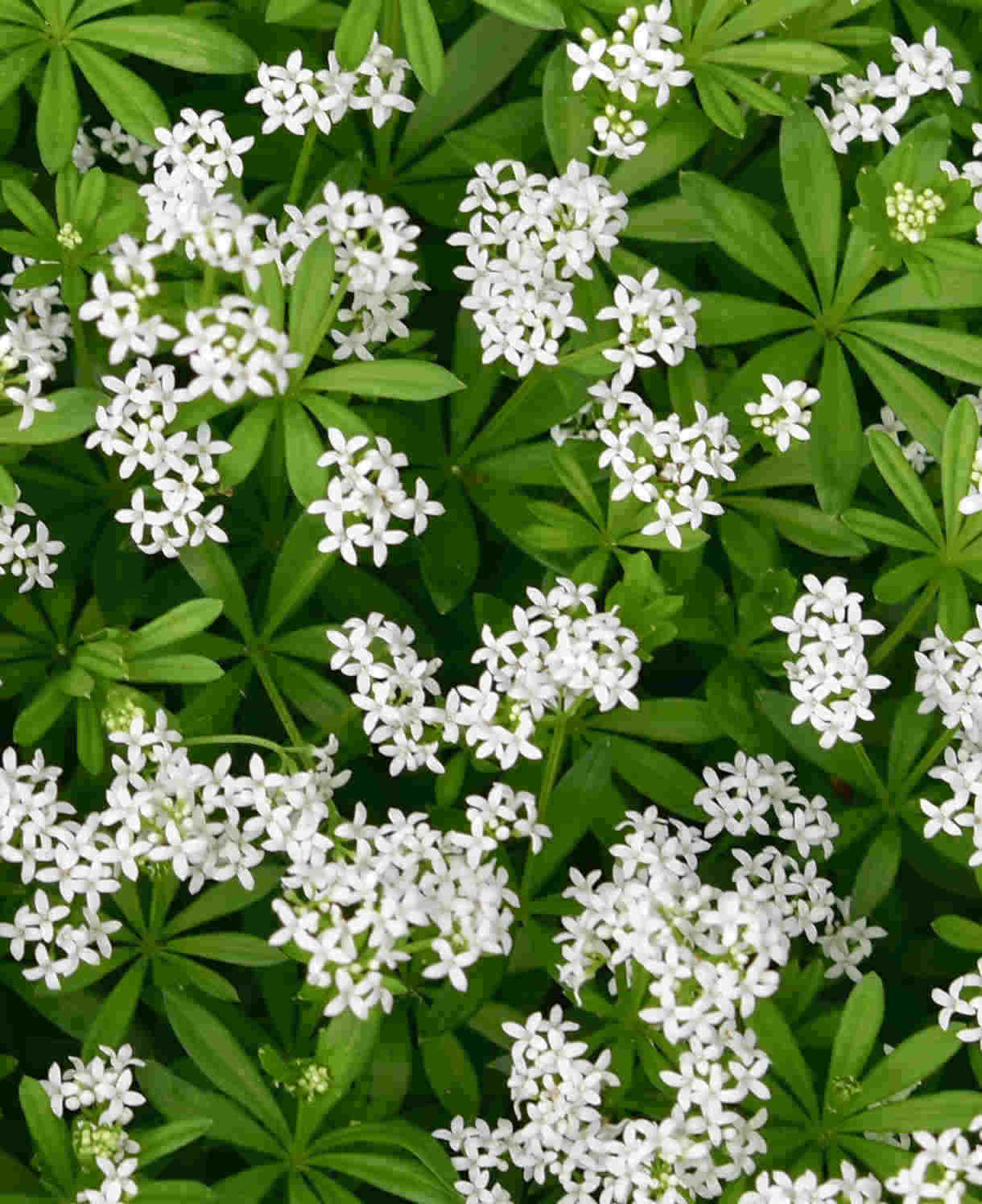 Galium Odoratum - Sweet Woodruff - 9cm pot | Set of 3 | Brilliant White