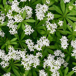Galium Odoratum - Sweet Woodruff - 9cm pot | Set-of-3 | Brilliant White