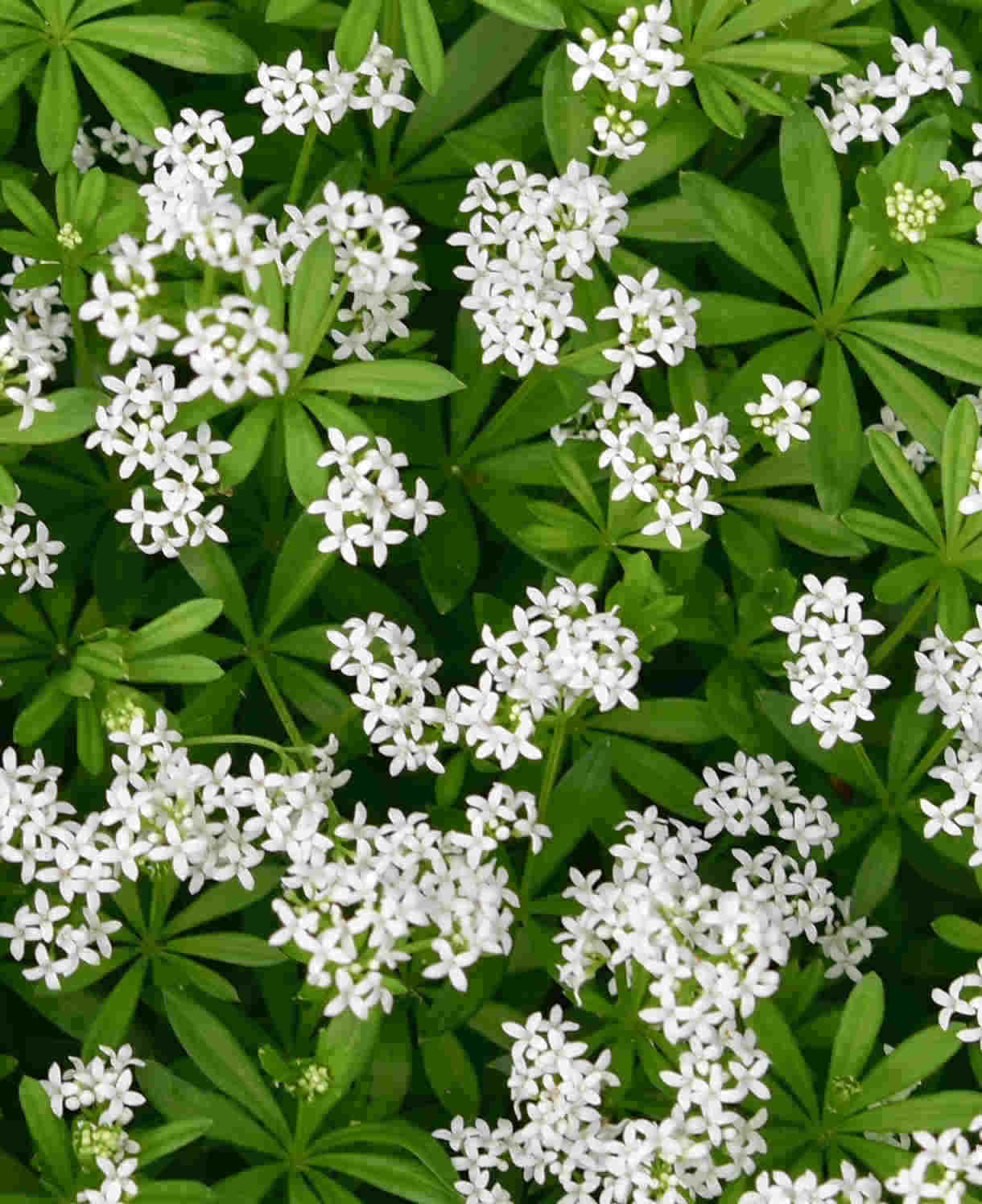 Galium Odoratum - Sweet Woodruff - 9cm pot | Set-of-3 | Brilliant White