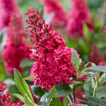 Buddleja 'butterfly Candy Little Ruby' Dwarf Butterfly Bush | 1 x 7.5L | Pink