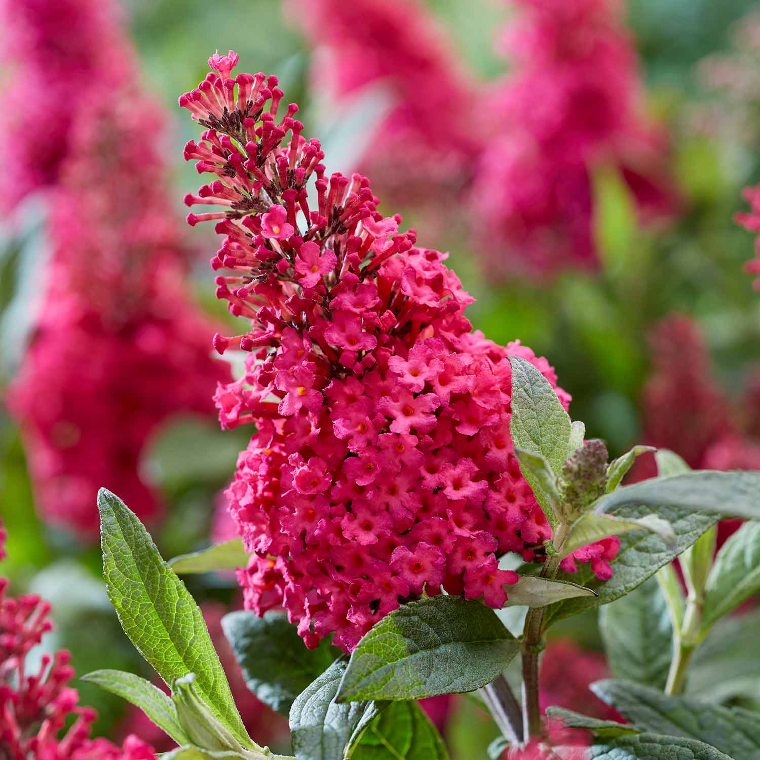 Buddleja 'butterfly Candy Little Ruby' Dwarf Butterfly Bush | 3 x 9cm | Pink
