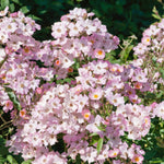 Rose 'ballerina' Pink Shrub Rose Rhs Award Of Garden Merit | 1 x Bare Root | Pink