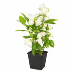 Philadelphus ‘silver Showers’ & Pot | Set of 1 | White
