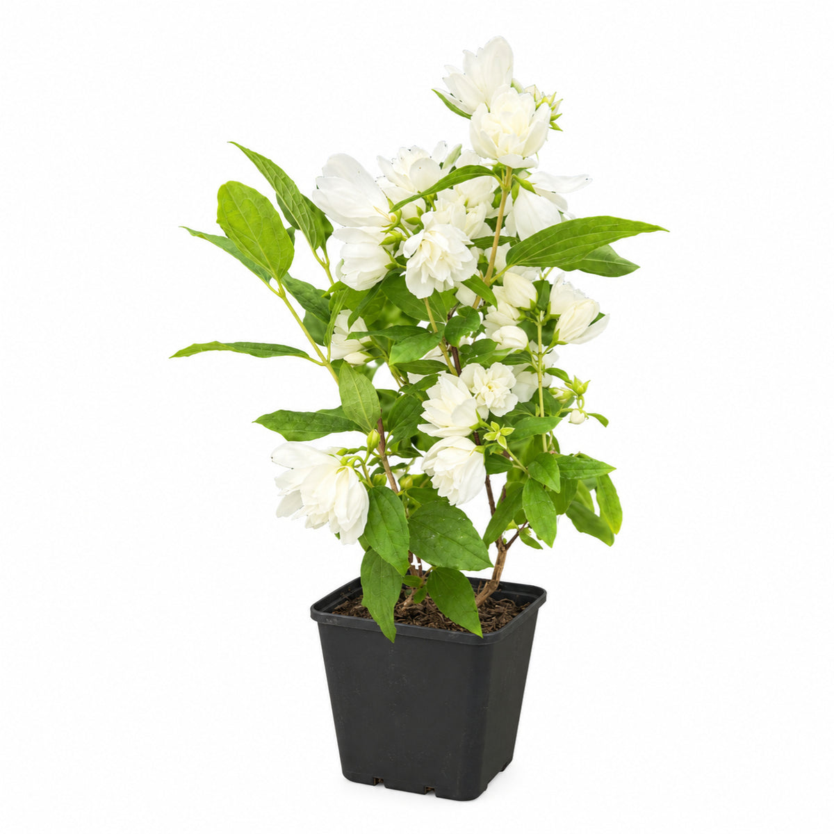 Philadelphus ‘silver Showers’ & Pot | Set of 2 | White
