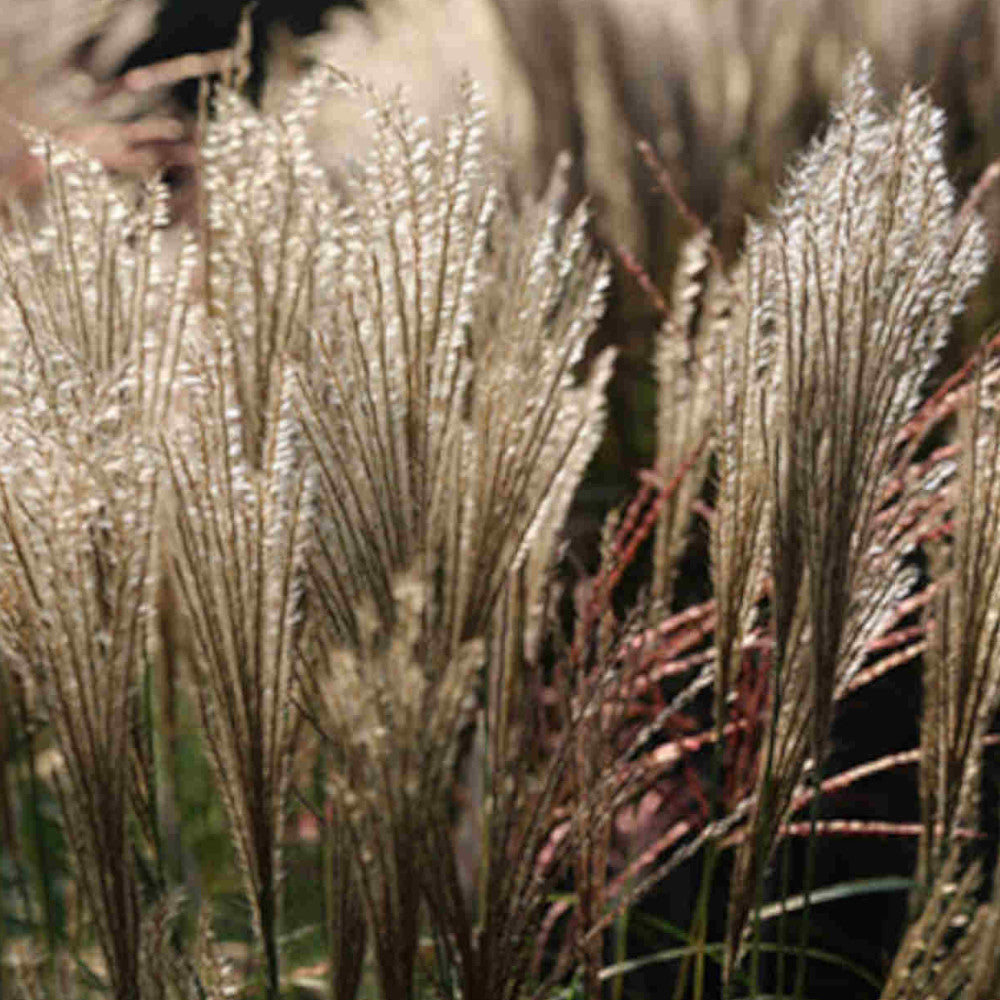 Hayloft Miscanthus Sinensis Hermann Mussel - Striking Variegated Foliage With Tall Feathery Plumes - Supplied In A 9cm Pot