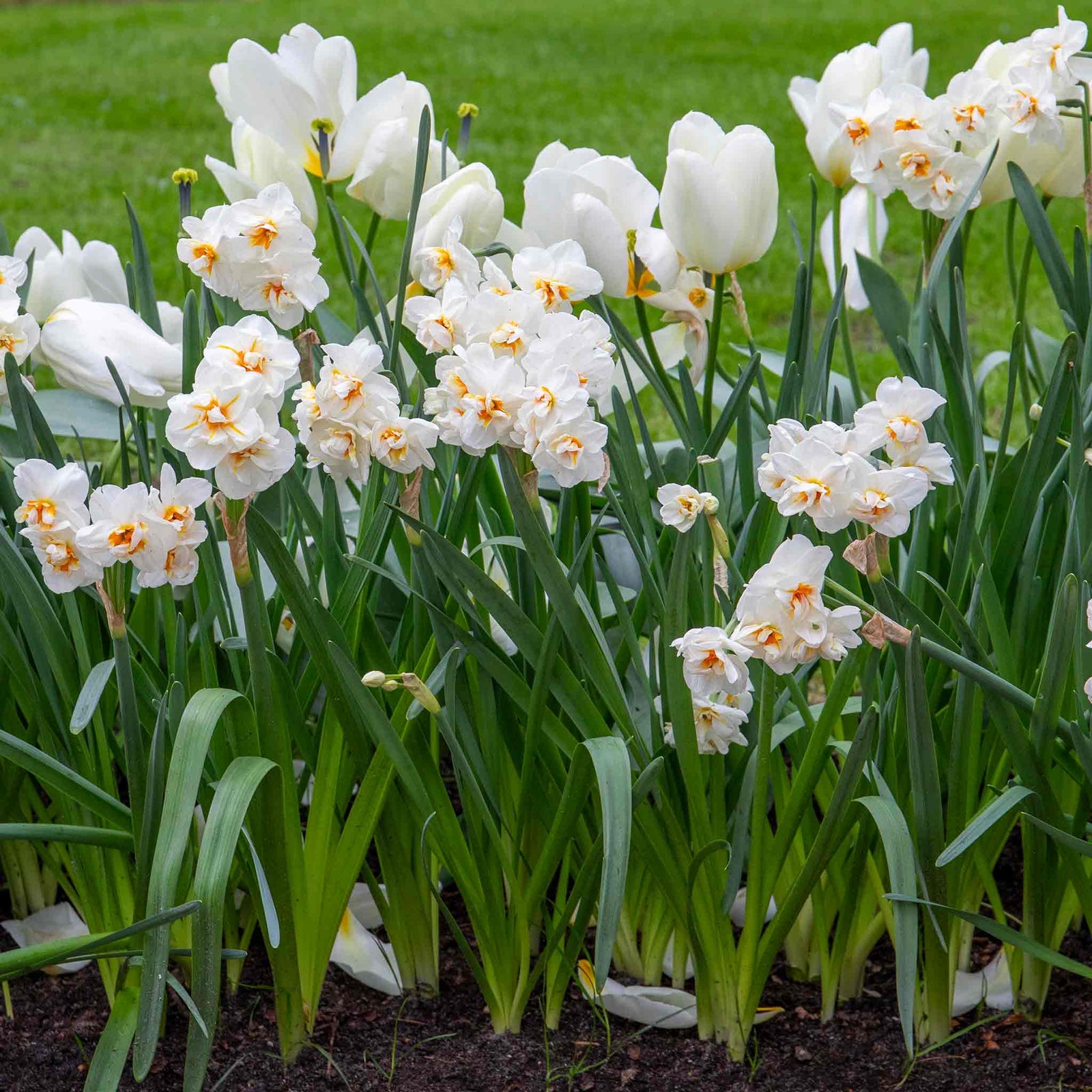 Daffodil 'bridal Crown' Fragrant Double White Narcissus | 10 x Bulbs | Yellow & White