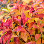 Hydrangea 'runaway Bride' Shrub | 1 x 7.5L
