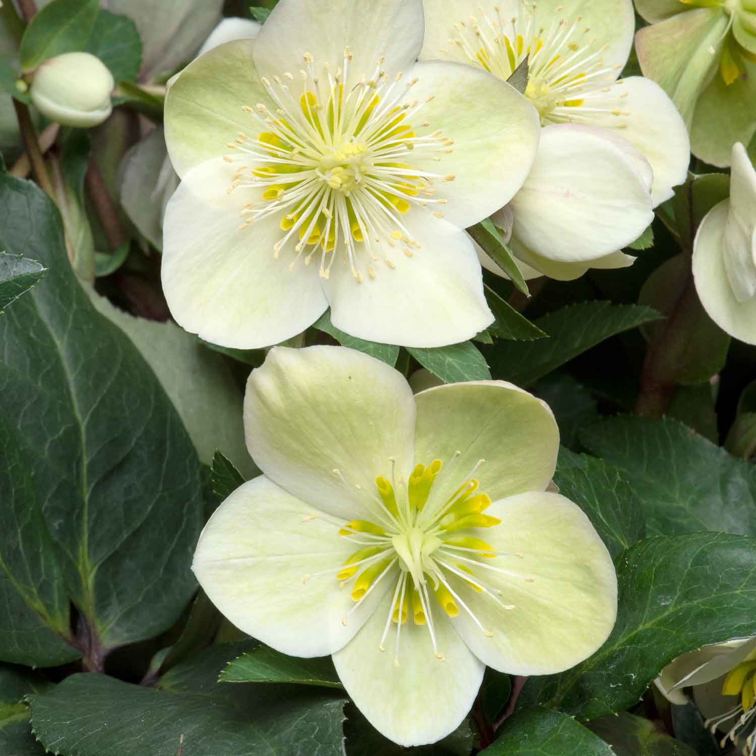 Helleborus 'snow Dance' Hellebore 50cm | 3 x Jumbo Plugs | Multi