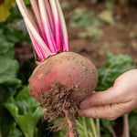 Chioggia Beetroot Seeds | 250 Seeds