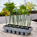 White Lisbon Spring Onion Plugs – Rhs Agm, Quick-cropping | Set of 12 | Green