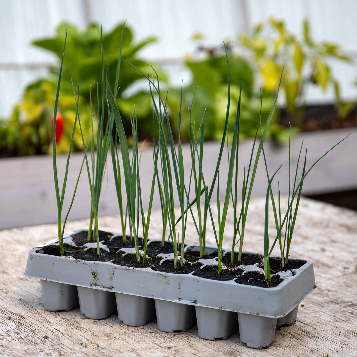 White Lisbon Spring Onion Plugs – Rhs Agm, Quick-cropping | Set of 12 | Green