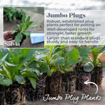 Salvia 'salvatore Blue' - Compact Indigo-blue, Pollinator-friendly Perennial Jumbo Plug Plants | Set of 6 | Purple