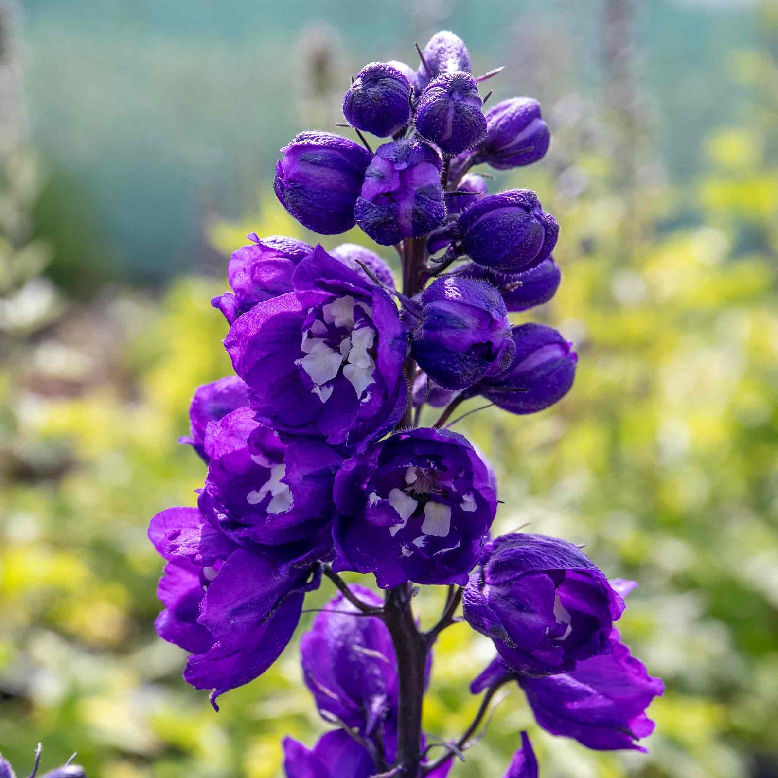 Delphinium 'magic Fountains Dark Blue White Bee' Perennial | 1 x 9cm